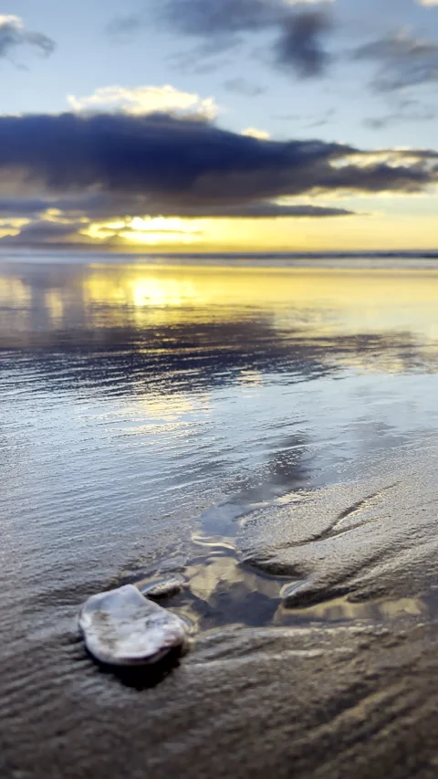 Piece of shell on wet sand reflecting sunrise on beach Video stock 344010736