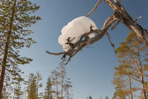 Piece of snow on a tree about to fall down Stock Photos
