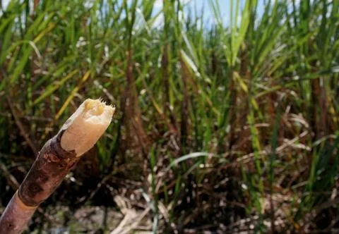 Piece of sugar cane Stock Photos