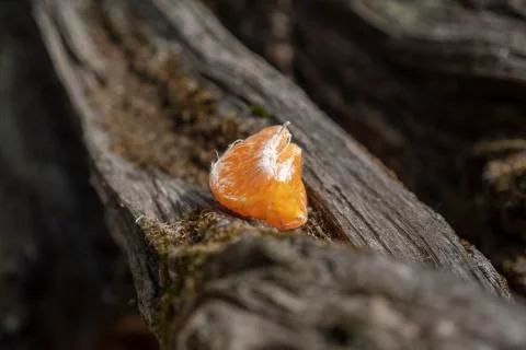 Piece of tangerine on a tree Stock Photos