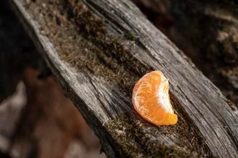 Piece of tangerine on a tree Stock Photos