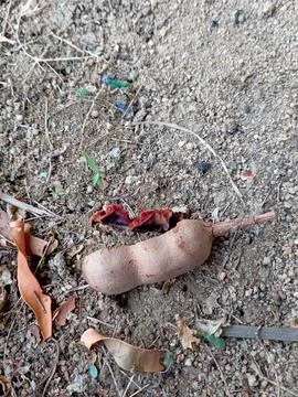 The piece of thamrin Stock Photos