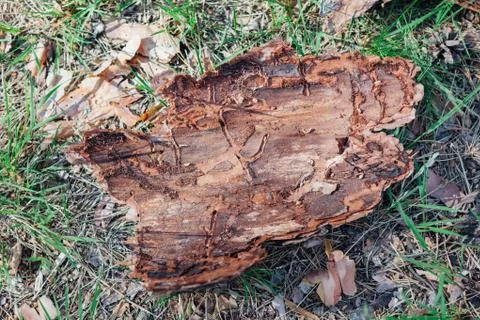 A piece of tree bark on the ground. Tree bark on the grass. Crushed tree bark Stock Photos