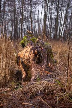 Piece of a tree cut by beavers Stock Photos