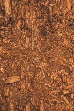 The piece of tree cut for texture and background or backdrop Stock Photos