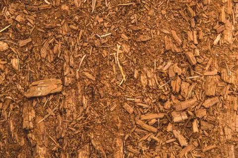 The piece of tree cut for texture and background or backdrop Stock Photos