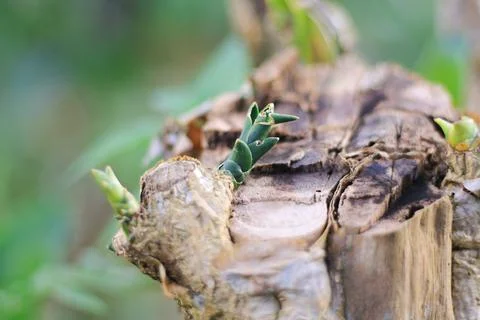 A piece of tree Stock Photos