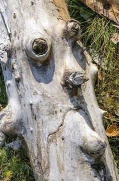 A piece of tree trunk looking like a face. Symbolize the unhappy Nature Stock Photos