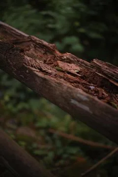 Piece of tree trunk rotting in the middle of nature with a green background. Stock Photos