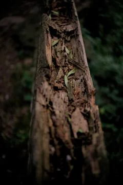 Piece of tree trunk rotting in the middle of nature with a green background. Stock-Fotos