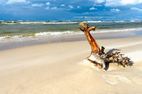 A piece of tree trunk thrown onto a sandy seaside beach Foto stock