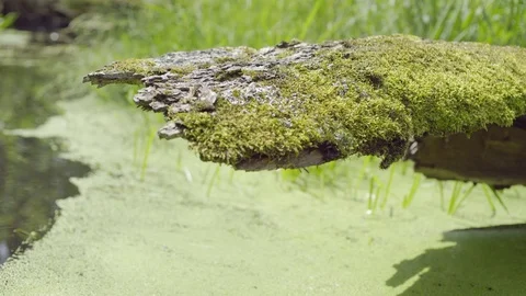 A piece of trunk covered with moss Stock Footage 86061961