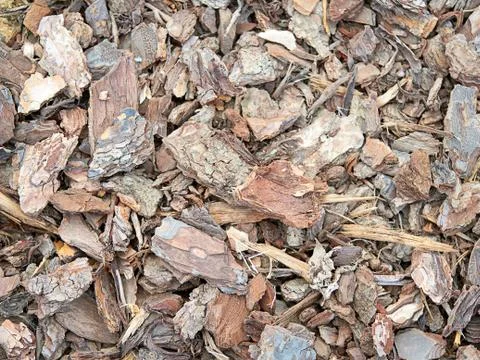 Piece of trunk isolated on background. Stock Photos