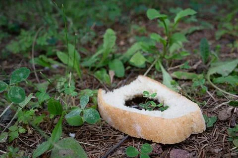 A piece of white bread with a hole in the middle on the green grass. Stock Photos