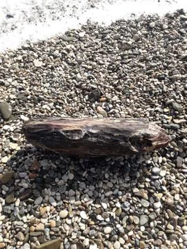 A piece of wood lying on the beach Stock Photos