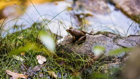 Pieceful frog sitting on a rock Stock Photos