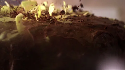 Pieces of almonds and chocolate fall on the chocolate cake Stock Footage 256937253