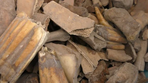 Pieces of ancient broken dry bones that usually found in archaeological sites Stockbeeldmateriaal 113953640