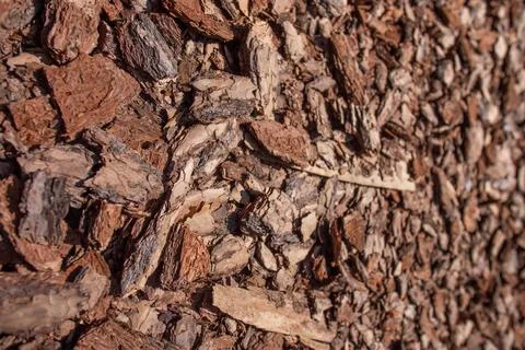 Pieces of bark trees of different sizes Stock Photos