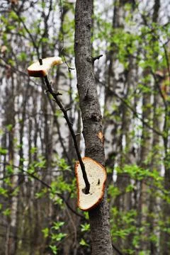 Pieces of bird bread lie on a tree branch. Stock Photos