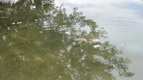 Pieces of bread in water Stock Footage 75061317