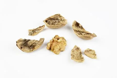 Pieces of broken walnut shell and half of core on white surface. Stock Photos