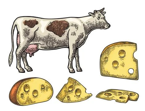 Pieces of Cheese. Half round head and triangle of cheese. Stock Illustration