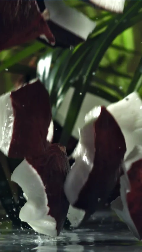 Pieces of coconut fall on the table. Filmed on a high-speed camera at 1000 fps 動画素材 335358089