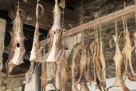 Pieces of fish hung for drying called Curadillo in Cudillero town, Asturias 写真素材