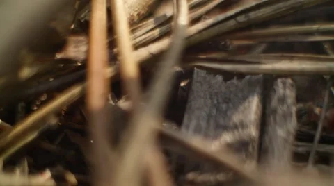 Pieces of forest land in motion Stock-Footage 57798796