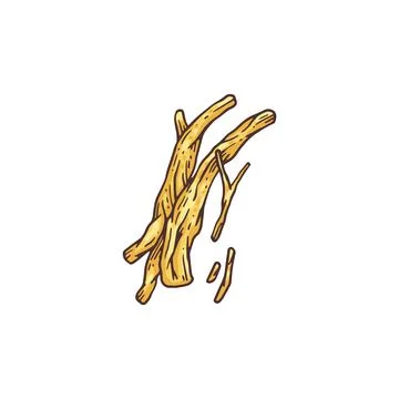Pieces of ginseng root or tuber engraving colored vector illustration isolated. Stock Illustration