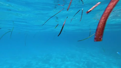 Pieces of grass Posidonia on the surface Stock Footage 260603877