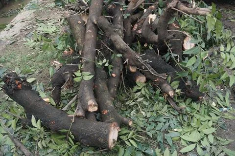 Pieces of large tree trunks Stock Photos