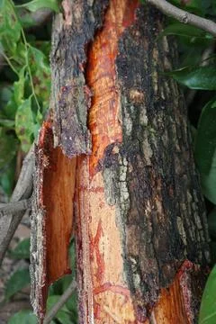 Pieces of large tree trunks Stock Photos