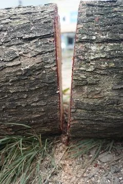 Pieces of large tree trunks Stock Photos