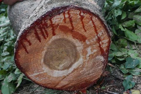 Pieces of large tree trunks Stock Photos