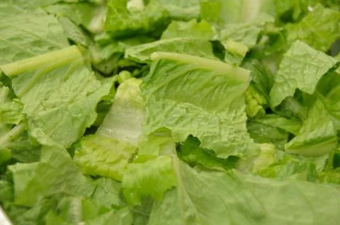 Pieces of Lettuce Stock Photos