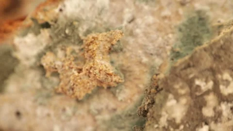 Pieces of moldy bread. Spoiled baked goods and stale bread Stock Footage 324945687