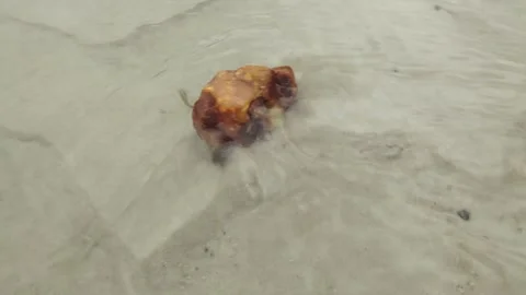 Pieces of natural amber in a stream Stock Footage 152985059
