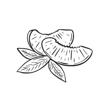 Pieces of peach with leaves composition hand engraved Stock Illustration
