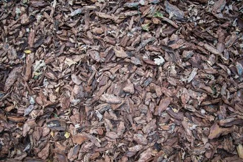 Pieces of tree bark and chips, background Stock Photos