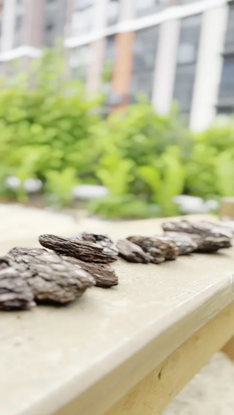 Pieces of tree bark are laid out in a row Stock Footage 280437099
