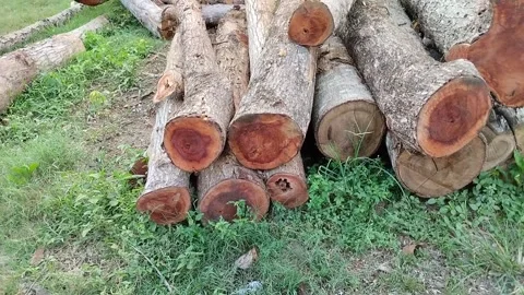 Pieces of wood Stock Footage 290855019