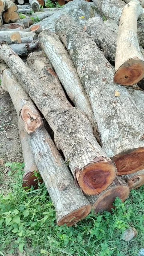 Pieces of wood Stock Footage 290855153