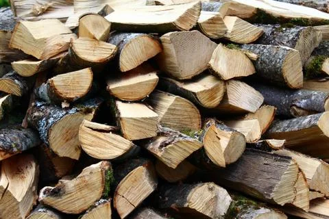 Pieces of wood in the forest Stock Photos
