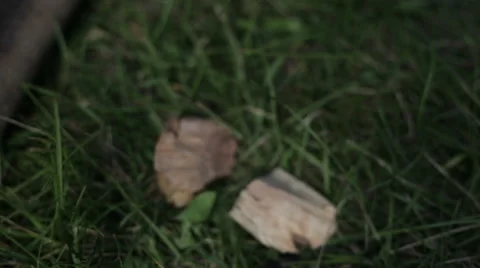 Pieces of wood on the grass close up Stock Footage 59369359