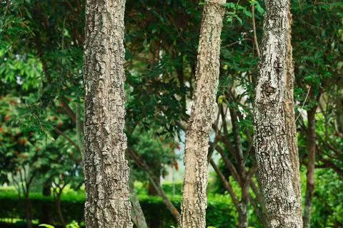 Pieces of wood for pattern Stock Photos