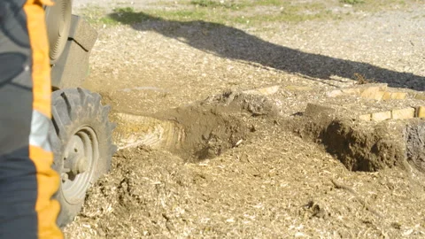The pieces of woods coming out of the tree stump Stock Footage 138609418