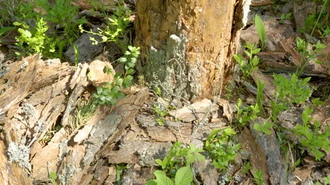 The pieces of the woods on the forest ground Stock Footage 138575016