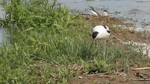 Pied avocet and common tern on nest Stock Footage 24585685